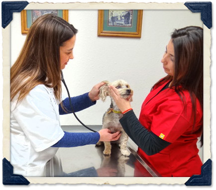 pet wellness care, Enid OK